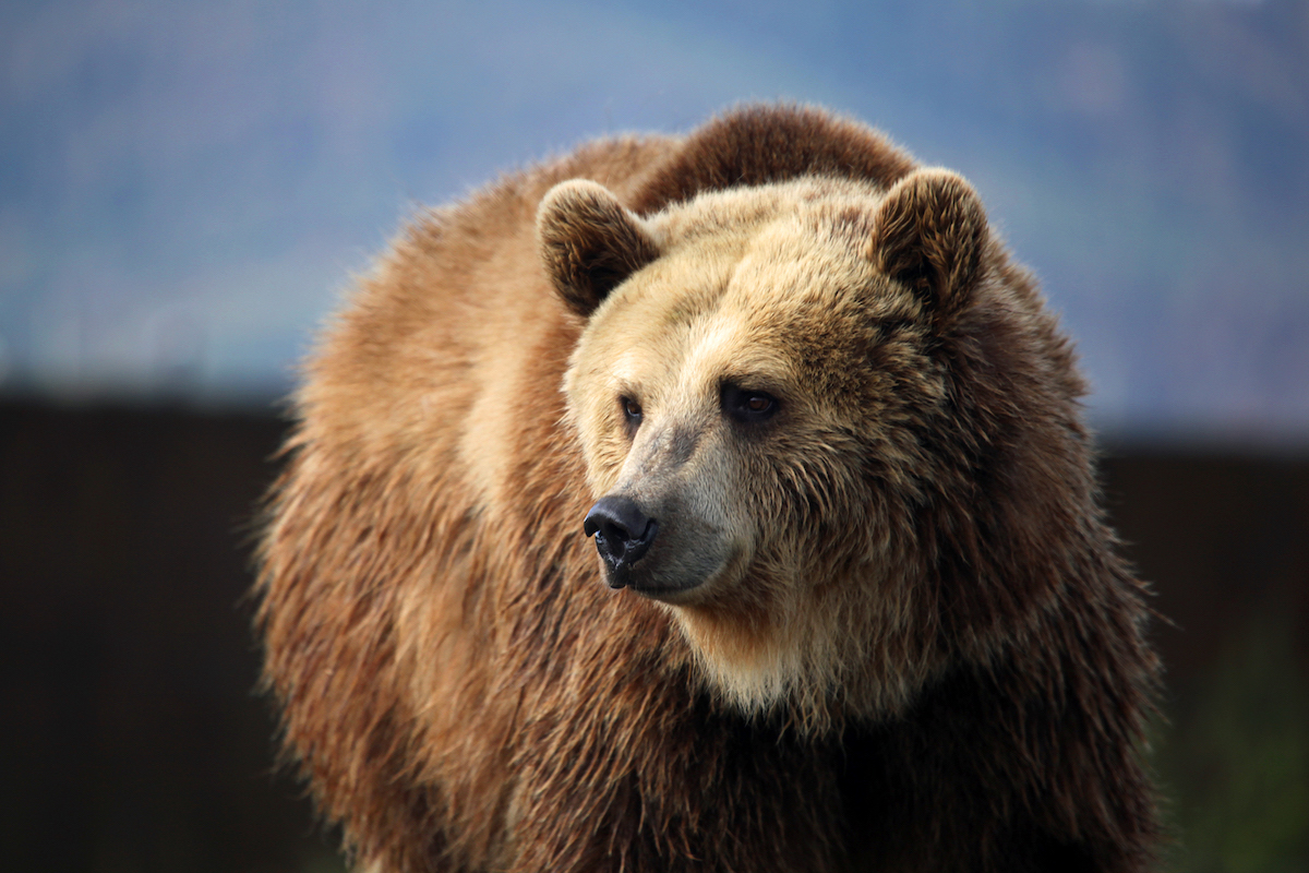 Grizzly bear in Montana. Photo courtesy of Debs via flickr.