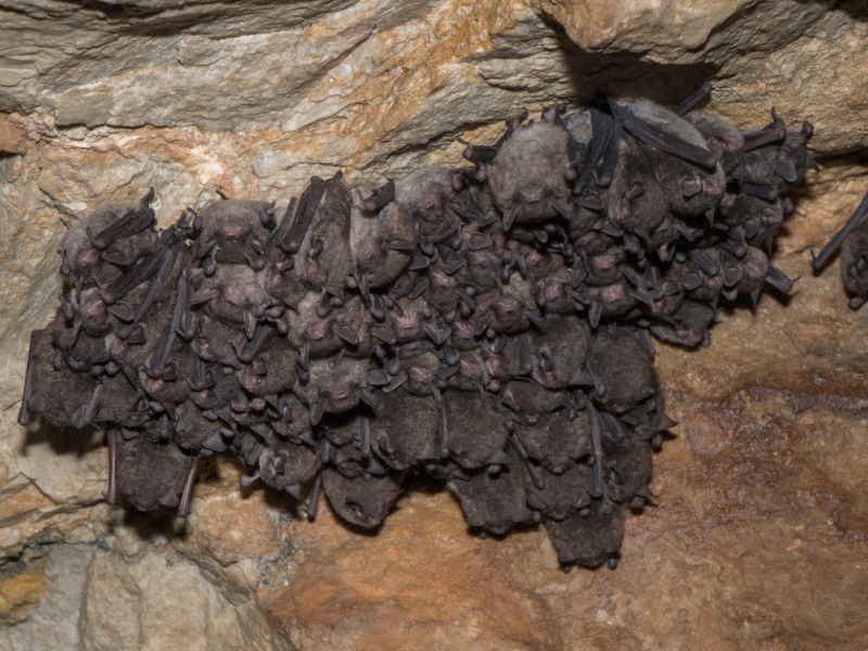 A Unique Solution for Pipeline Impacts to Bats and Migratory Birds 3