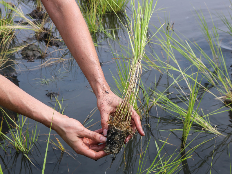 Adaptation and Restoration