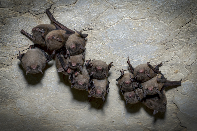 10 25 22 Indiana bat cluster 2