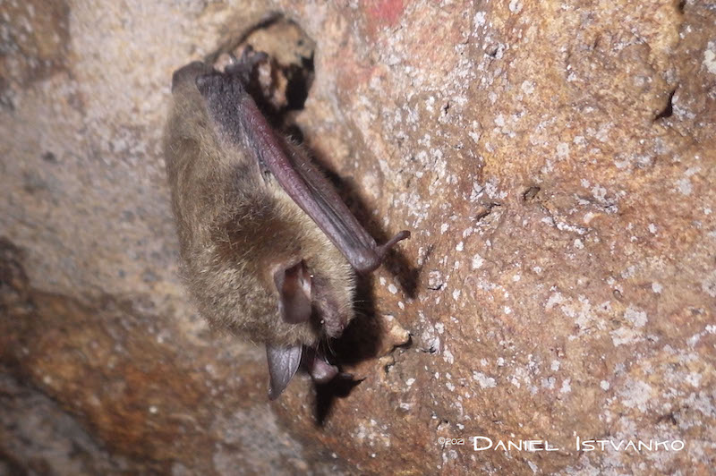 10 25 22 Northern long eared bat MYSE Fentress Cojpg