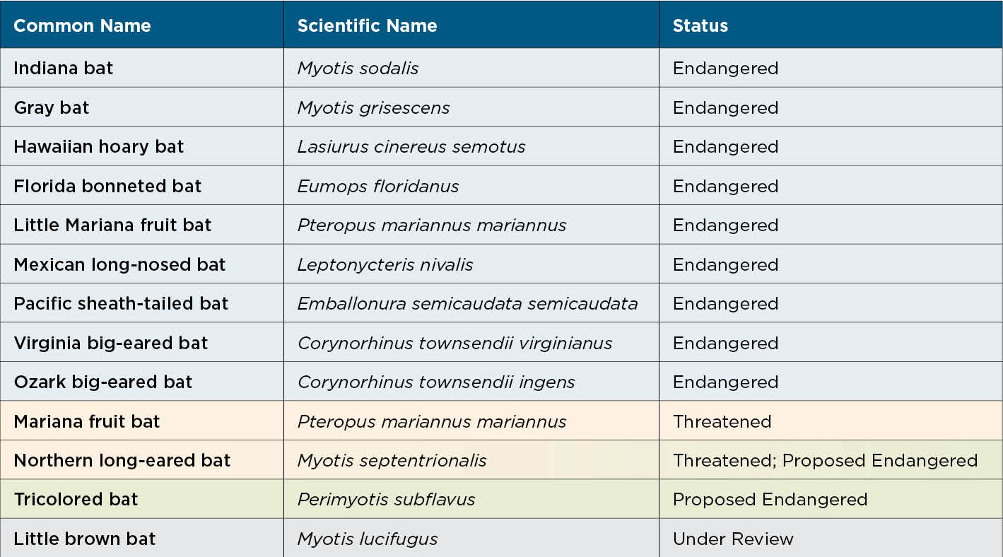 10 25 22 TCF22 Blog Table of Bat Species Status 101922 copy