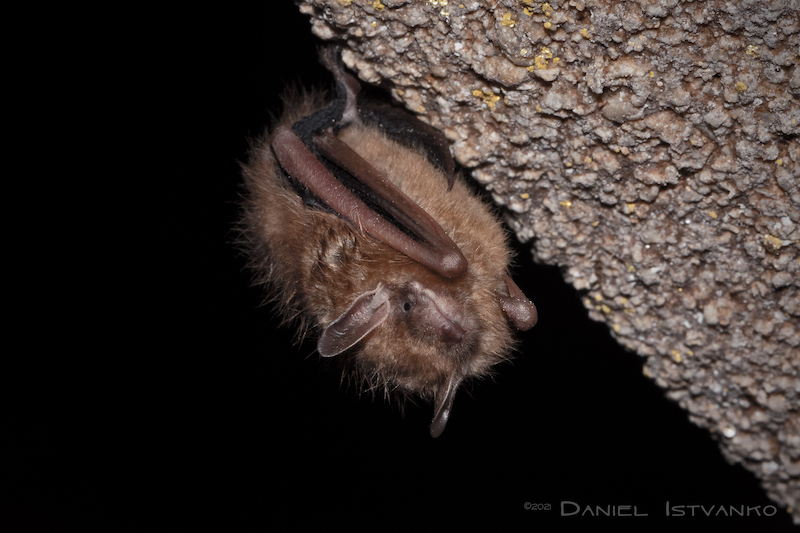 10 25 22 Tricolored bat PESU