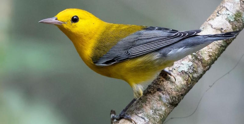 10 29 20 prothonotary warbler cPeter Brannon AllAboutBirds.org