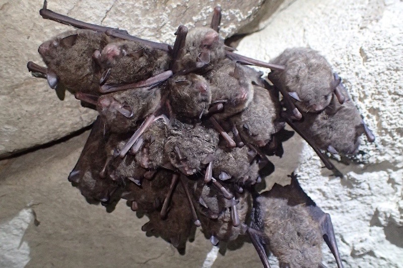 10 9 TWRA Indiana bat cluster in winter