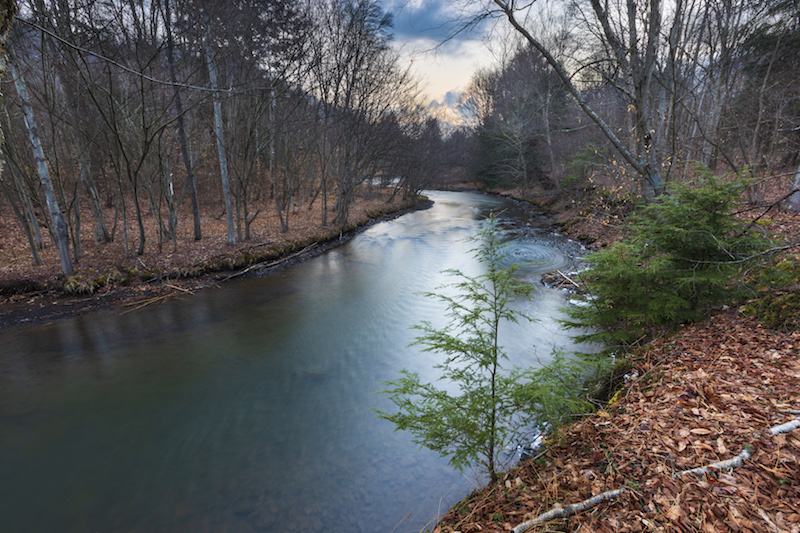 11 4 Clarion Junction Forest c EcoPhotography201904101 