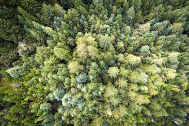 Big River Forest. Photo by Rachid Dahnoun.