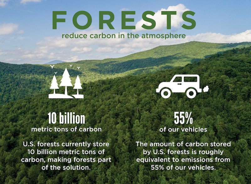 12 17 Forests carbon seq