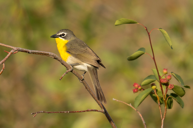 12 19 Yellow chat