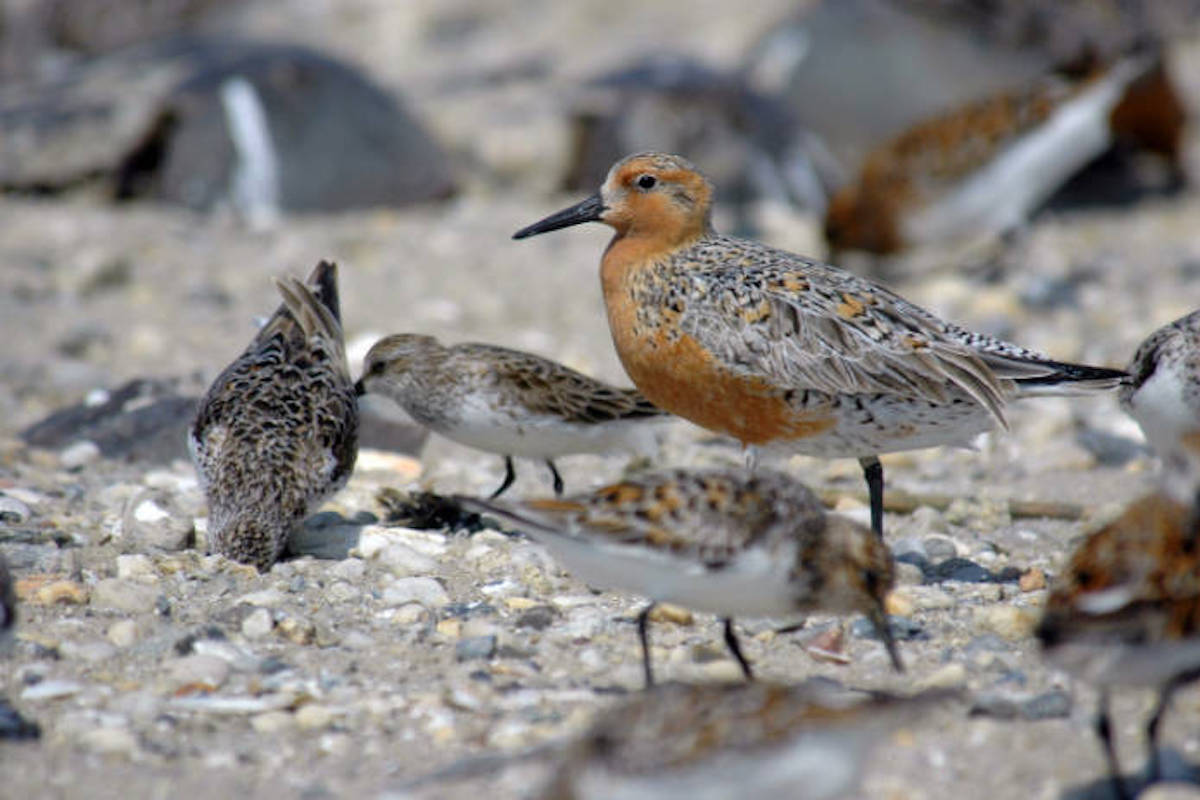 Photo by Greg Breese/USFWS. 