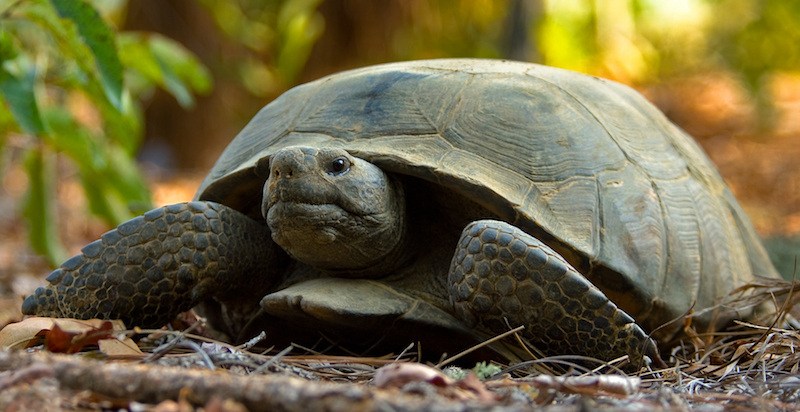 12 23 19 Image 6 Gopher Tortoise cTNC Georgia 37315263