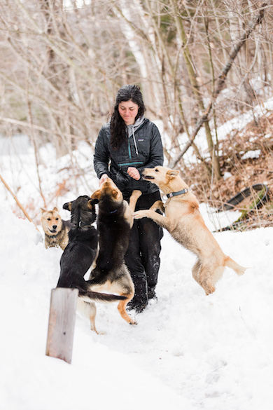 Sally Manikian with a few of her Shady Pines Sled Dogs