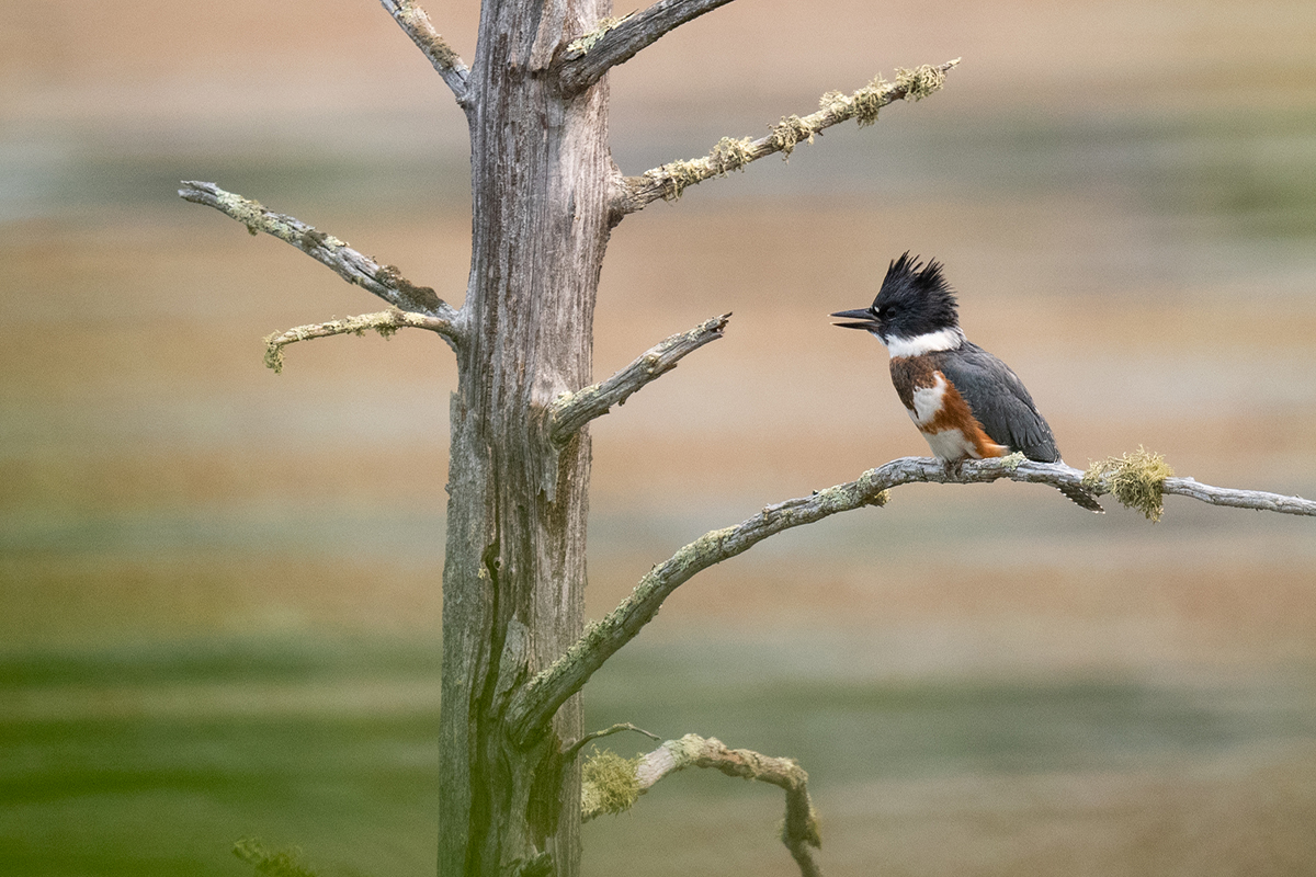 Belted kingfisher at Pelican River Forest. Photo by Jay Brittain.