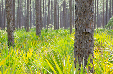 Osceola National Forest. Photo by Carlton Ward Jr.