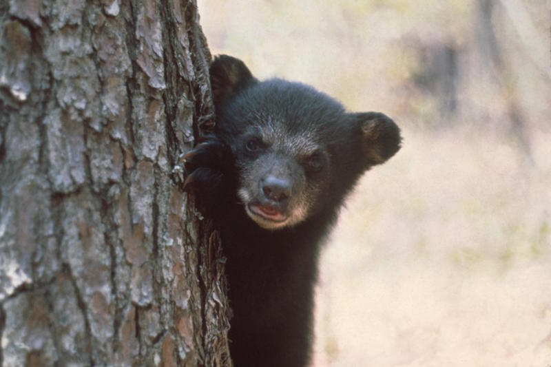 2 14 Florida black bear cub cFlorida Fish and Wildlife