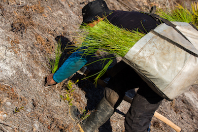 Planting longleaf pine seedlings. Photo by Stacy Funderburke. 