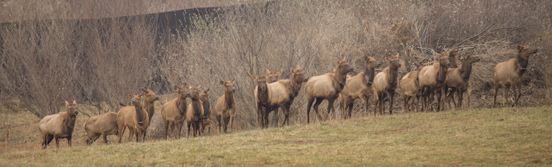 3 6 Elk Restoration LoganWestVirginia Frank Ceravalo33