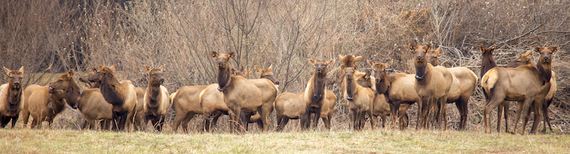 3 6 Elk Restoration LoganWestVirginia Frank Ceravalo54