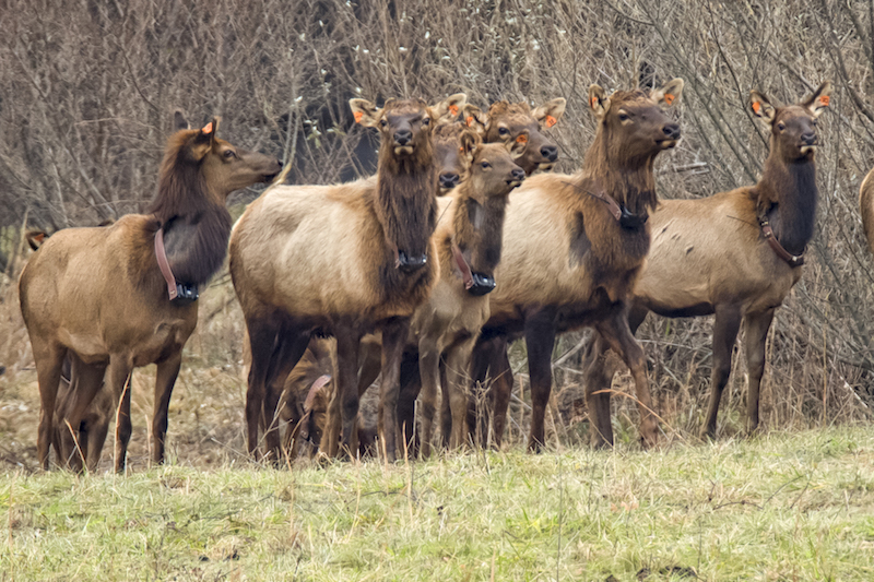 3 6 Elk Restoration LoganWestVirginia Frank Ceravalo65