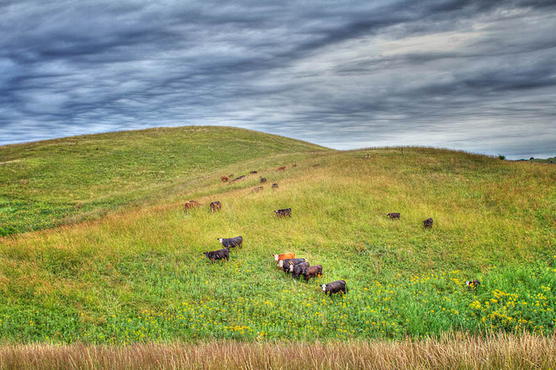 4 10 SheepberryFenPreserve Minnesota AlisonMickelson 001