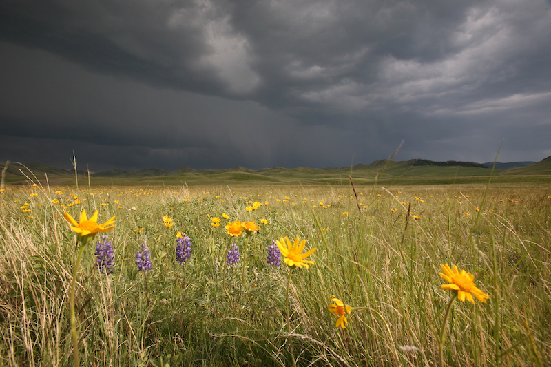 4 12 21 Prairie Flowers Todd Kaplan