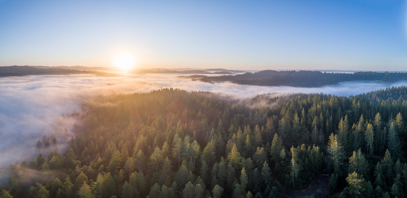 4 18 22 North Coast CA Ivan LaBianca20200219 WorkingForestFund 03