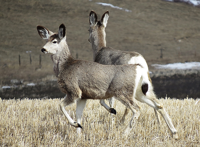 5 15 mule deer c Bob Thomas