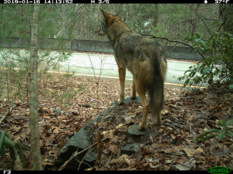 5 3 21 Coyote at Double Tunnel