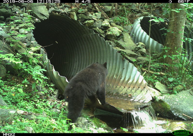 5 3 21 bear using culvert