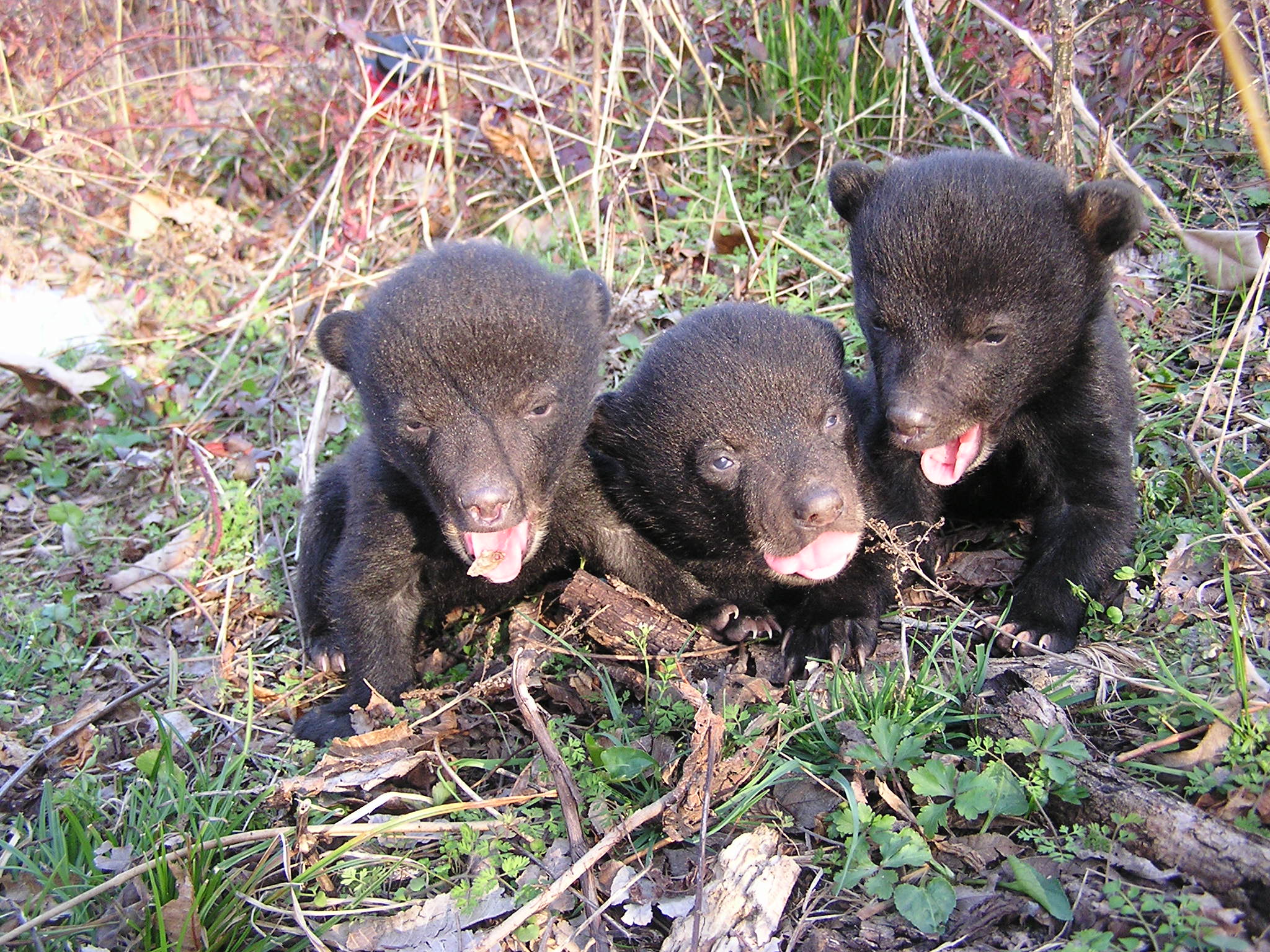 Louisiana black bear cubs. Photo by U.S.D.A.