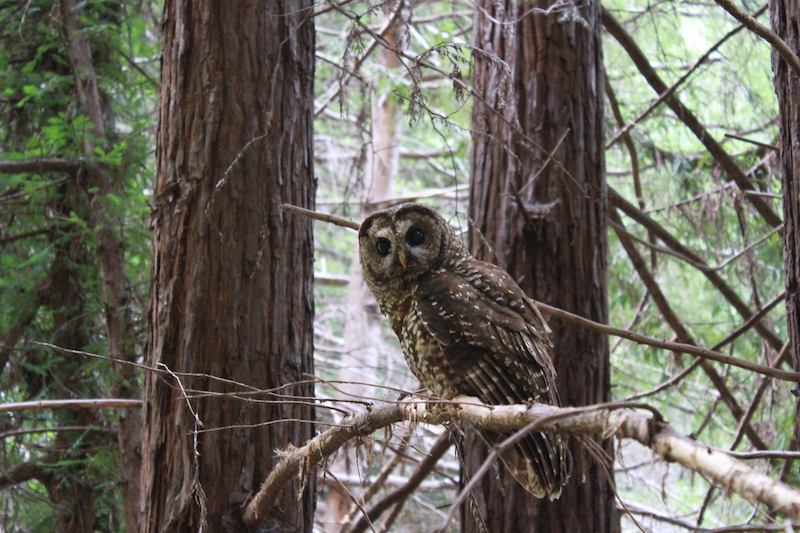 8 17 20 Northern Spotted Owl GarciaRiverForest California c WhitneyFlanagan