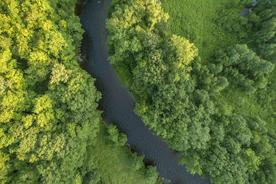 Cowee Forest, NY/VT. Photo by EcoPhotography.