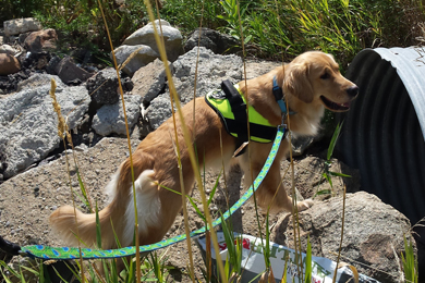 There are only a handful of dogs in the world trained to find E. coli. Kenna, pictured here, is a 2-year-old Golden Retriever, trained in this highly specialized skill. Photo by Environmental Canine Services.