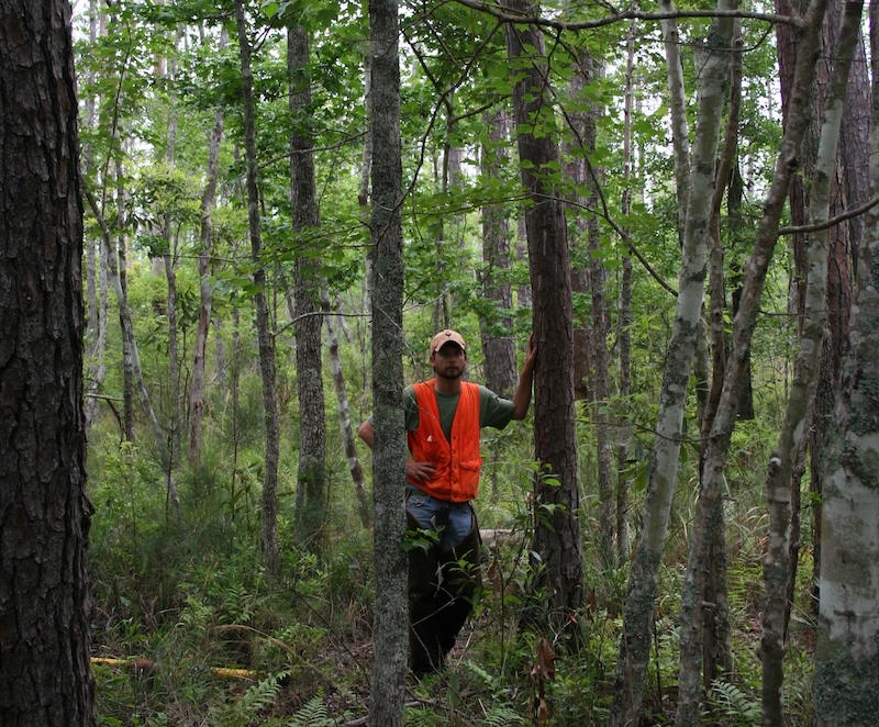 Buck in forest