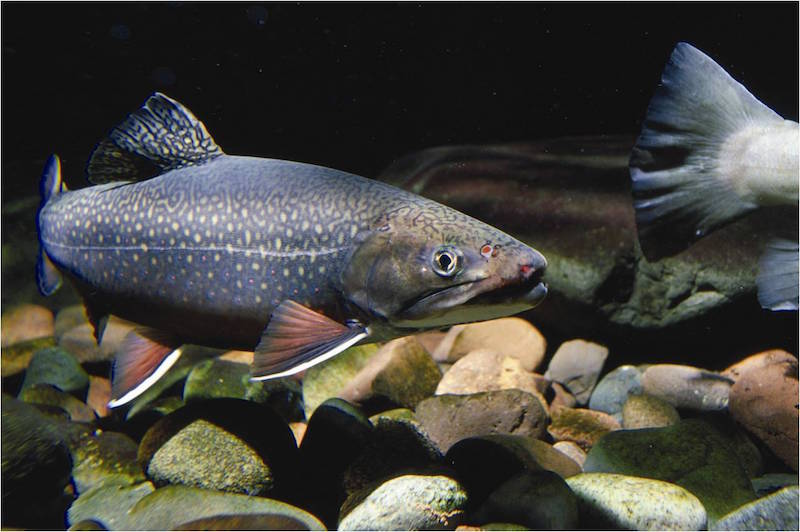 ChrisSpringerWilliamsBrook Trout c USFWS