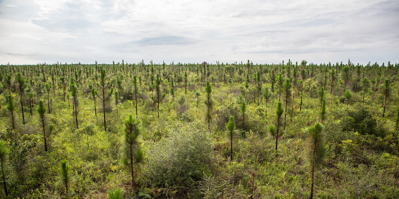 Longleaf pine forest.