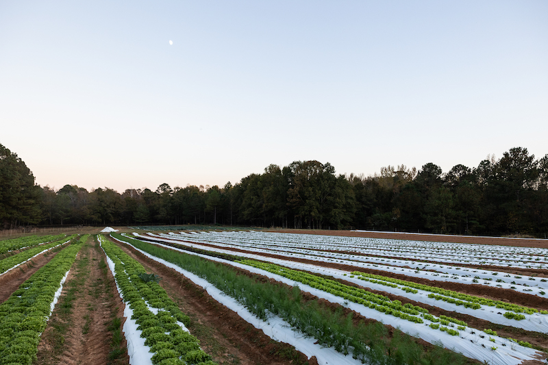 Conservation Fund Farm Dinner 408