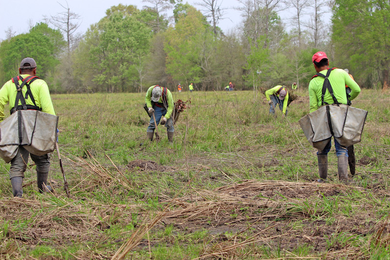 Entergy Planting trees