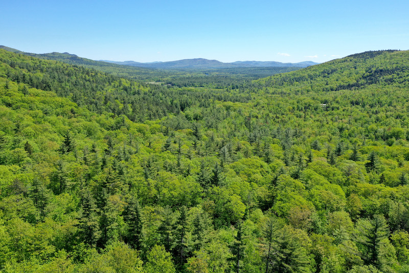 Esty Chadbourne Tree Farm ME WFF c LandVest 201911190 3