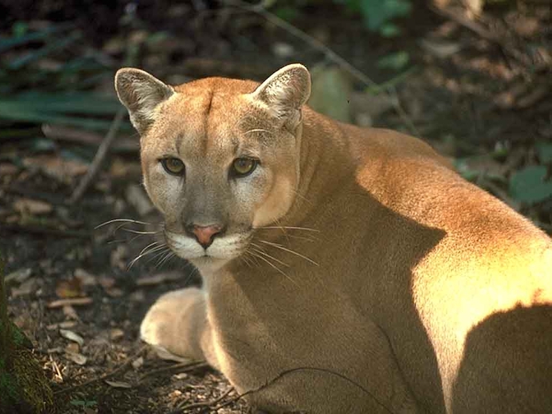 Florida Panther credit USFWS Connie Bransilver