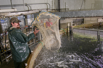 FreshwaterInstitute DaveHarp 390x260