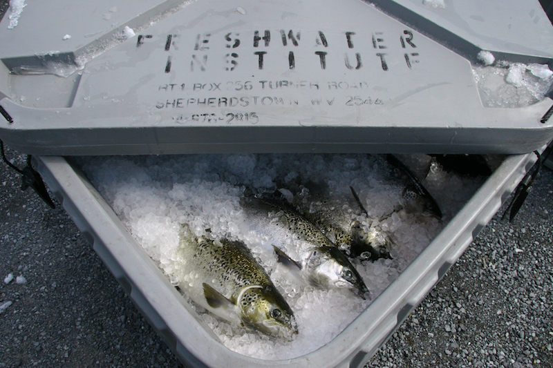 Freshwater Institute salmon on ice Kata Sharrer