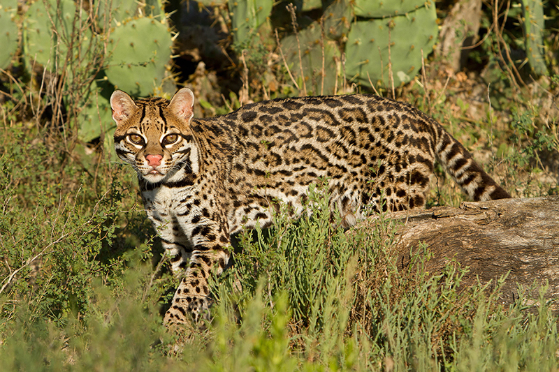 LagunaAtascosaNWR Texas USFWS Blog