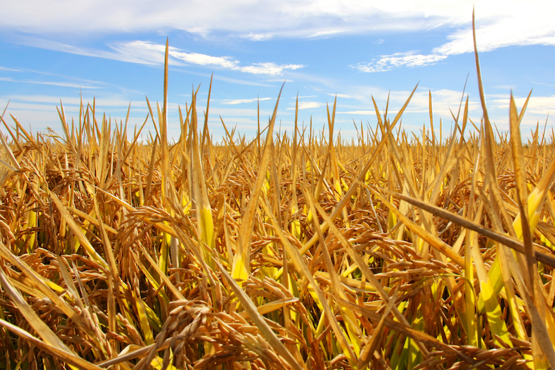 Lundberg Rice Fields 06