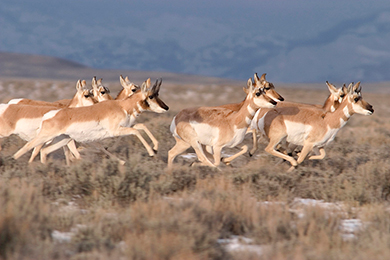 Each spring and fall, hundreds of pronghorn antelope migrate between their summer habitat in Grand Teton National Park to their winter range in the Green River Valley of southwestern Wyoming. Photo by Mark Gocke.