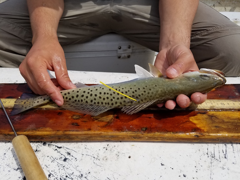 Payne TaggedTrout