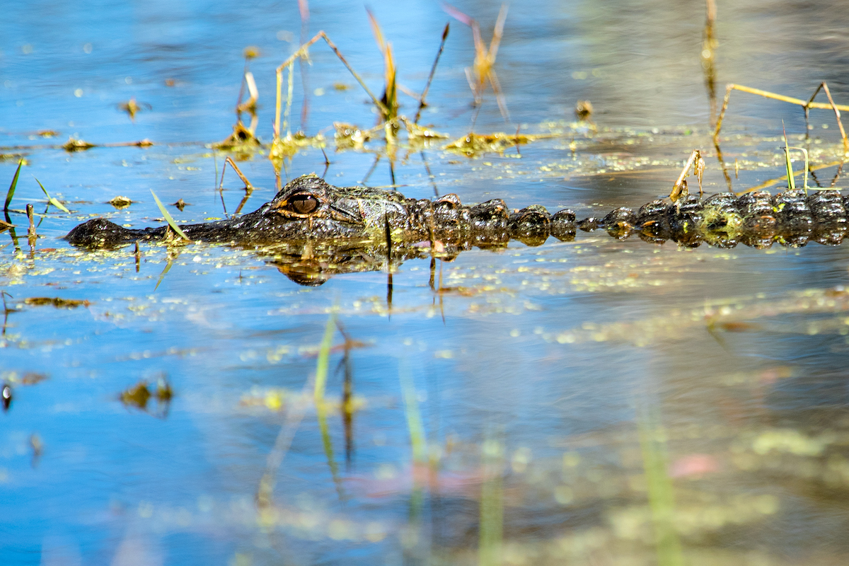 Alligator swimming through Florida waterway.