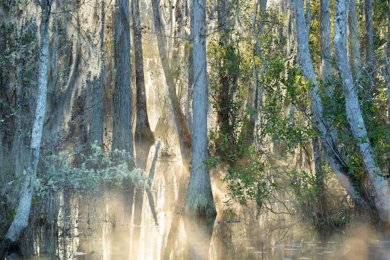 Trees submerged in water with mist and reflected sun rays.