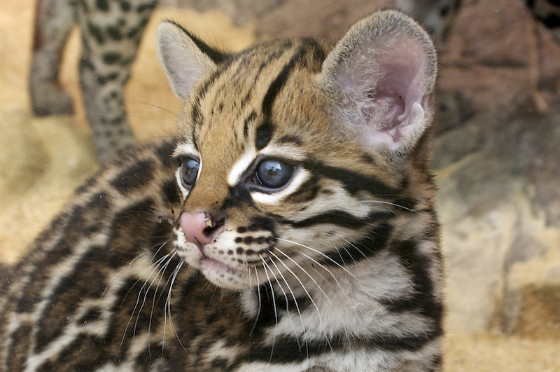 RioReforest Ocelot cub c Valerie