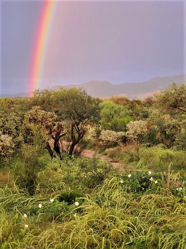 Vistoso rainbow